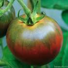 Plants de tomates noire 'Russe' : barquette de 6 plants